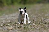 BOULEDOGUE FRANCAIS 402